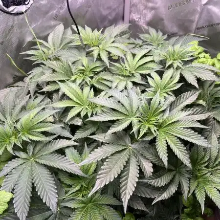 Last Dance in Living Soil