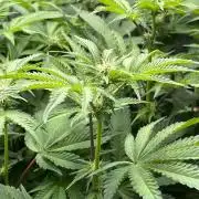 Last Dance in Living Soil