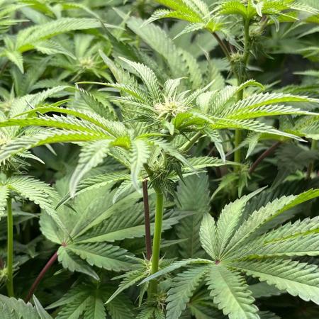 Last Dance in Living Soil