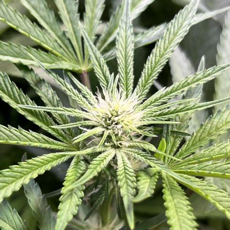 Apples & Cherries in Living Soil