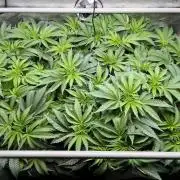 Last Dance in Living Soil