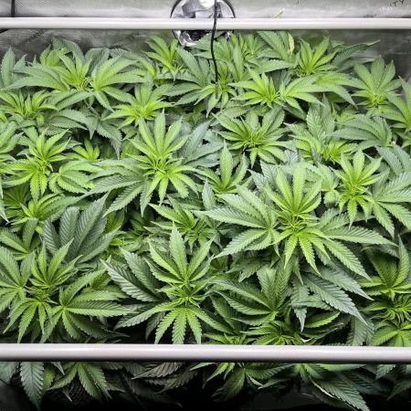 Last Dance in Living Soil