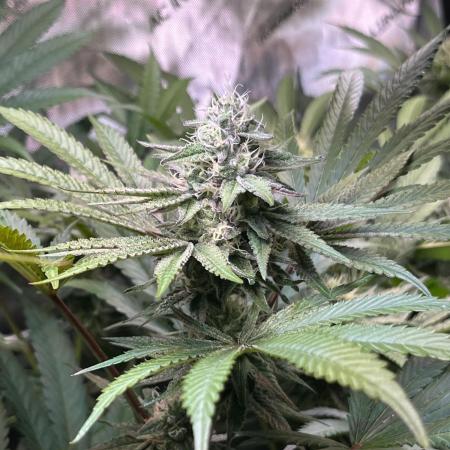 Apples & Cherries in Living Soil