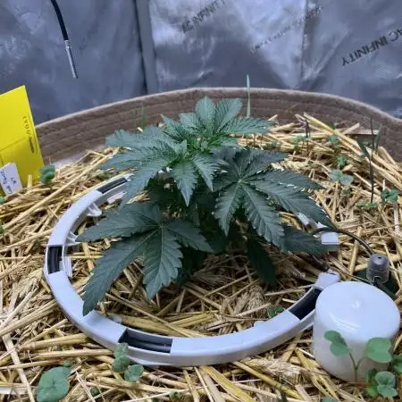 Last Dance in Living Soil