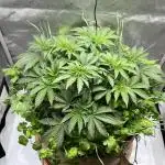 Last Dance in Living Soil