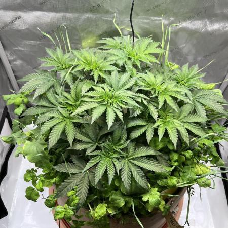 Last Dance in Living Soil