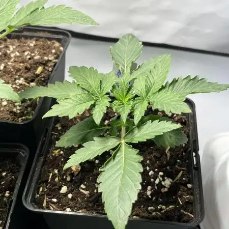 Last Dance in Living Soil