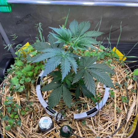 Fruity Terps