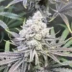 Ultimate BBC Cross Grow - SQ1 & Robin Hood Seeds
