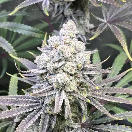Ultimate BBC Cross Grow - SQ1 & Robin Hood Seeds