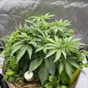 Pink Milk • Solfire