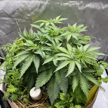 Pink Milk • Solfire