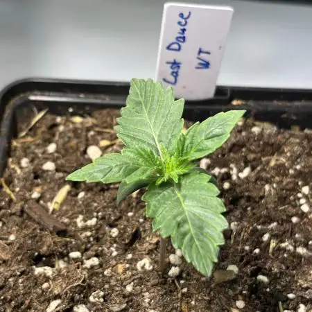 Last Dance in Living Soil