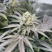 Apples & Cherries in Living Soil