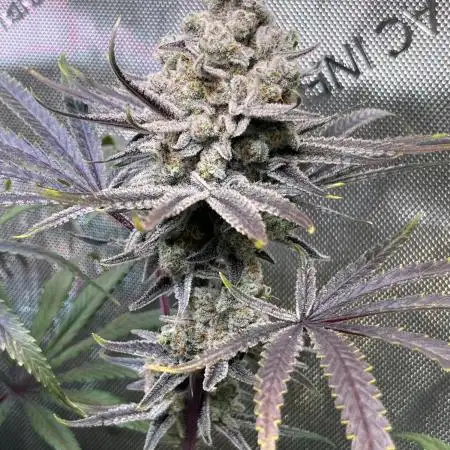 Ultimate BBC Cross Grow - SQ1 & Robin Hood Seeds