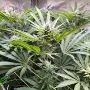 Apples & Cherries in Living Soil