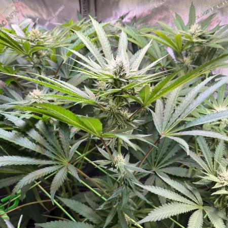 Apples & Cherries in Living Soil