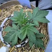 Pink Milk • Solfire