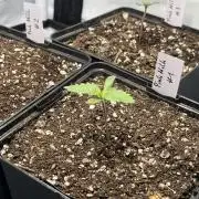 Pink Milk • Solfire