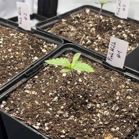 Pink Milk • Solfire