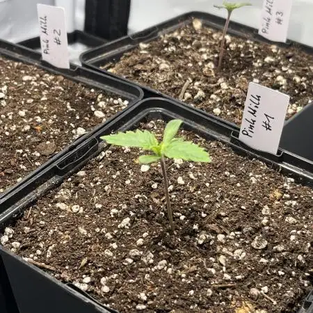 Pink Milk • Solfire