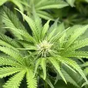 Last Dance in Living Soil