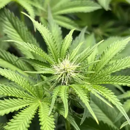 Last Dance in Living Soil