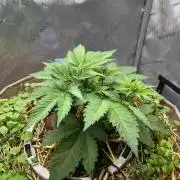 Pink Milk • Solfire