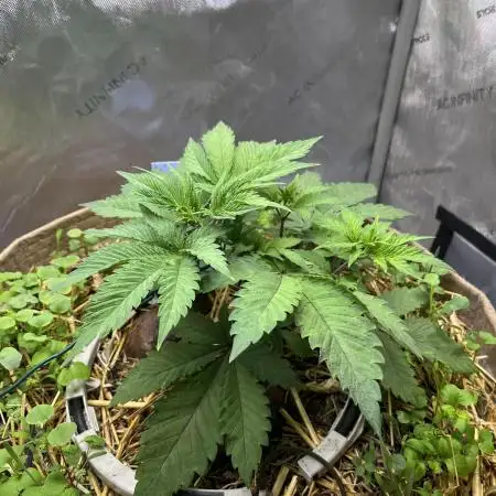 Pink Milk • Solfire