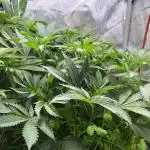 Apples & Cherries in Living Soil