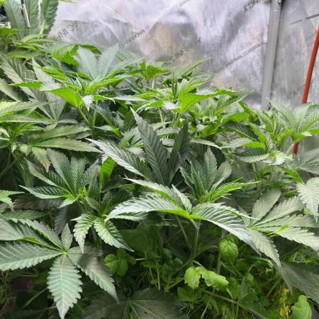 Apples & Cherries in Living Soil