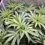 Apples & Cherries in Living Soil