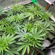 Fruity Terps