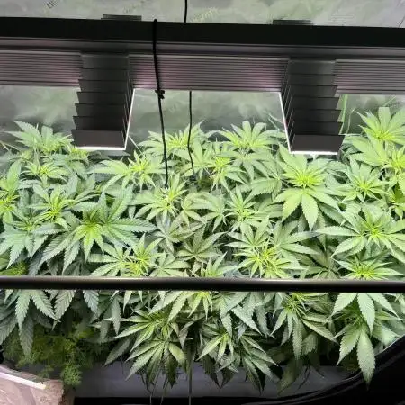 Ultimate BBC Cross Grow - SQ1 & Robin Hood Seeds