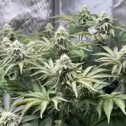 Last Dance in Living Soil