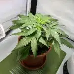 RIP Blueberry Muffin - Guerilla Grow