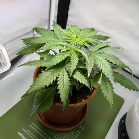 RIP Blueberry Muffin - Guerilla Grow