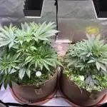 Apples & Cherries in Living Soil