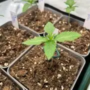 Fruity Terps