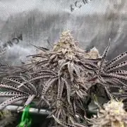 Last Dance in Living Soil