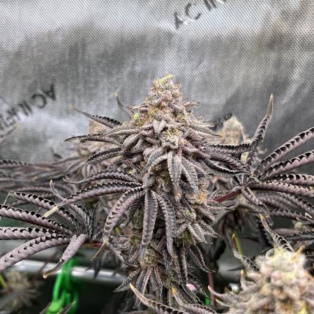 Last Dance in Living Soil