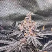 Apples & Cherries in Living Soil