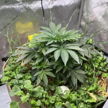 Last Dance in Living Soil