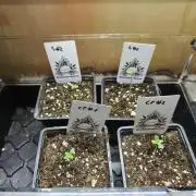 Wunderbohnen / Seeds of Anarchy