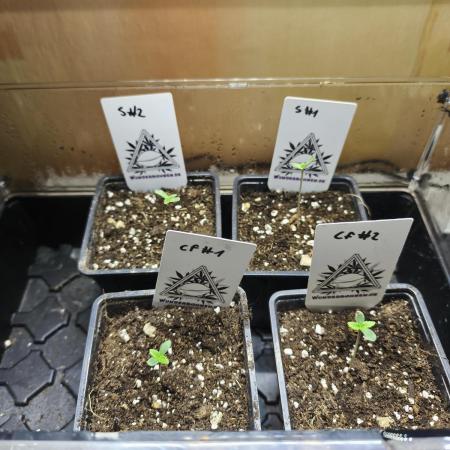 Wunderbohnen / Seeds of Anarchy