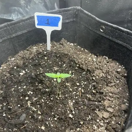 Northern Lights Auto. SeedSupreme