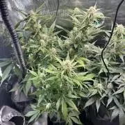 Northern Lights Auto. SeedSupreme