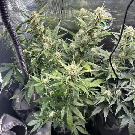 Northern Lights Auto. SeedSupreme