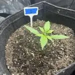 Northern Lights Auto. SeedSupreme
