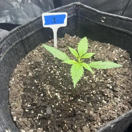 Northern Lights Auto. SeedSupreme